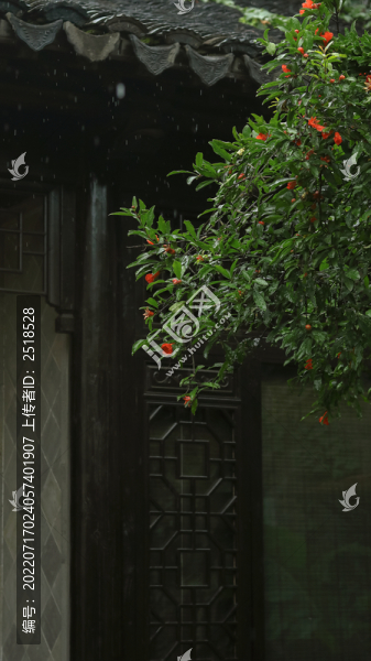 園林石榴花夏天下雨天