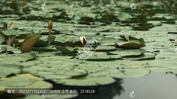 夏天水池中的睡蓮