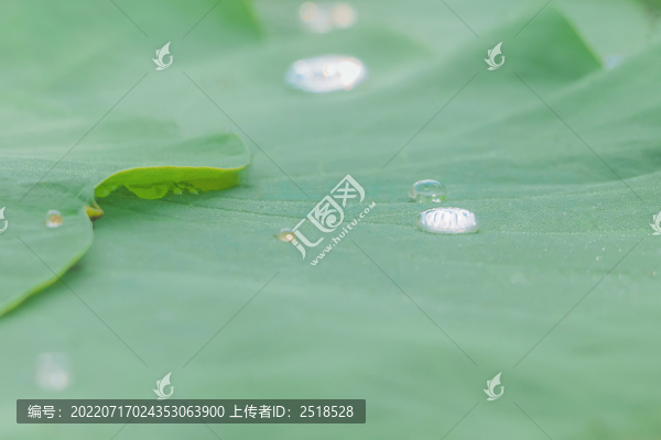 荷葉水珠夏天