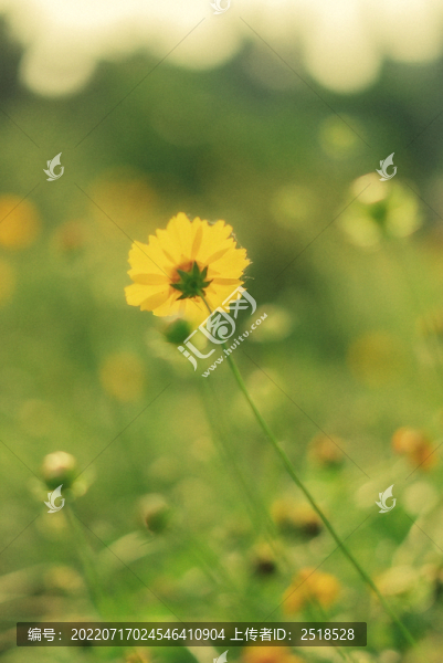 夏天黃色花卉