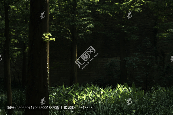 夏天樹林與陽光