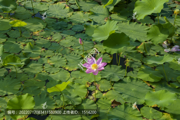 荷花荷包
