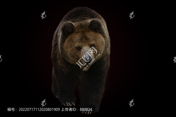 棕熊