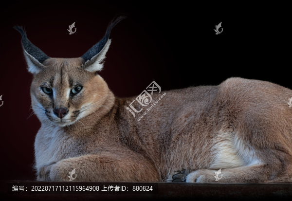 獰貓