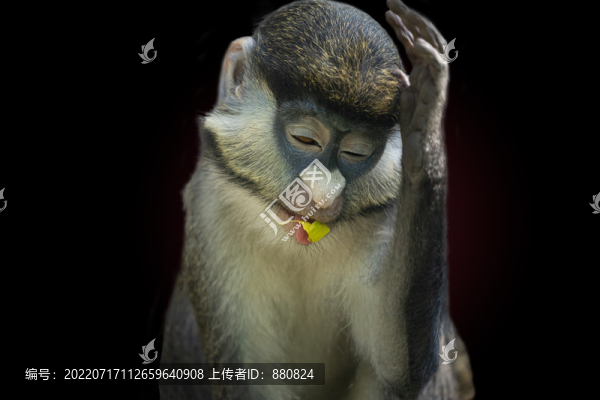 猴子