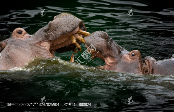 河馬