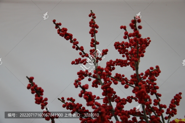 開封菊花展
