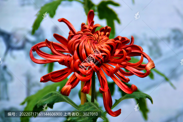 開封菊花