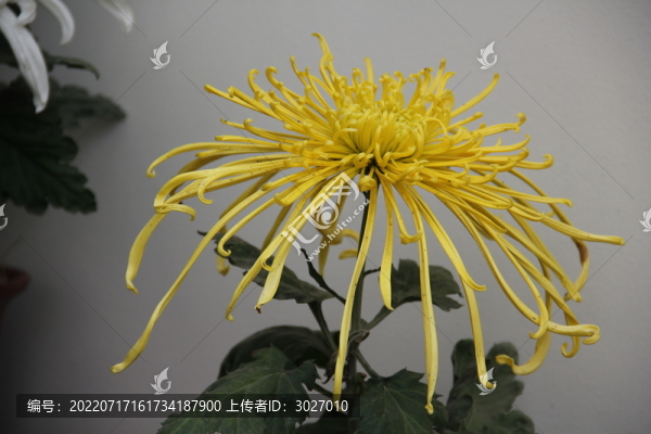 開(kāi)封菊花