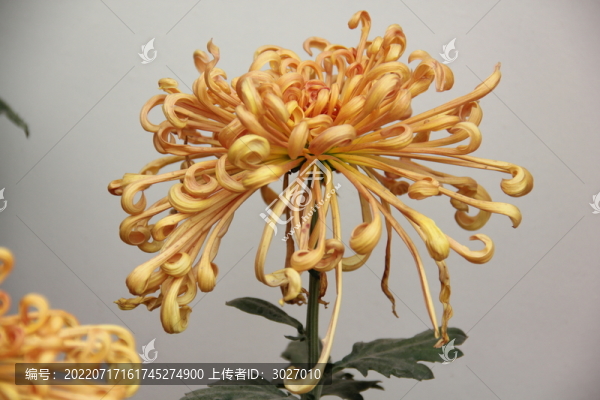 開封菊花