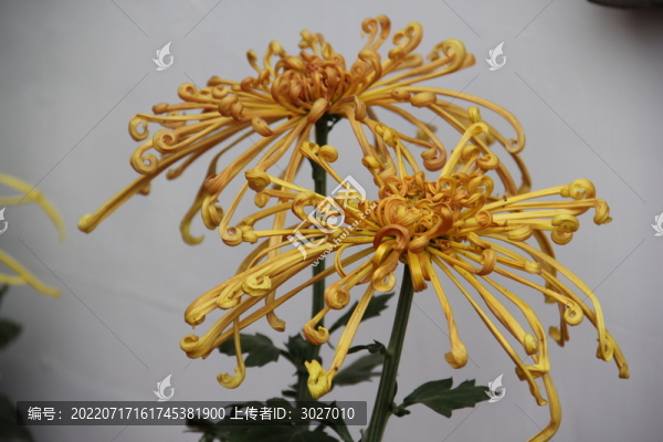 開封菊花