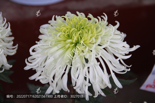 開封菊花