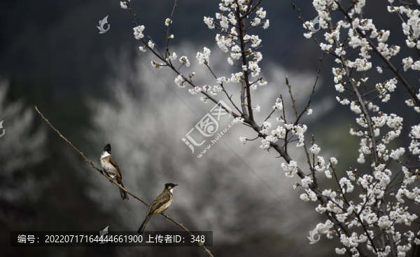 櫻花開(kāi)了