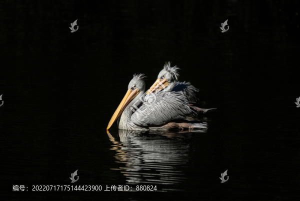 鵜鶘