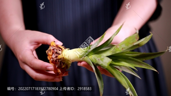菠蘿冠菠蘿葉子