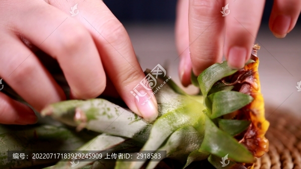 菠蘿冠菠蘿葉子