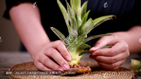 菠蘿冠菠蘿葉子