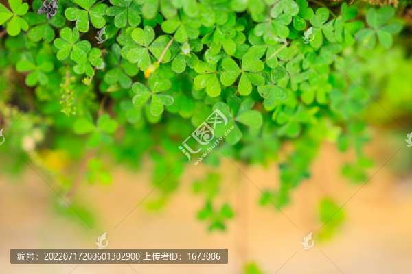 醡漿草