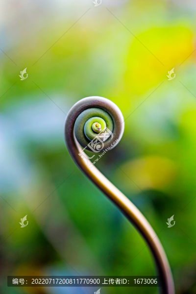 蕨菜