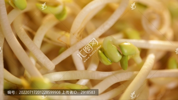 豆芽綠豆芽黃豆芽