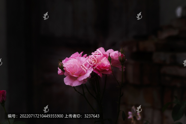 帶露的月季