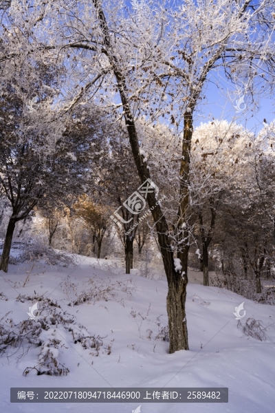 雪景