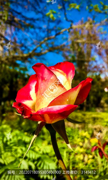 月季花