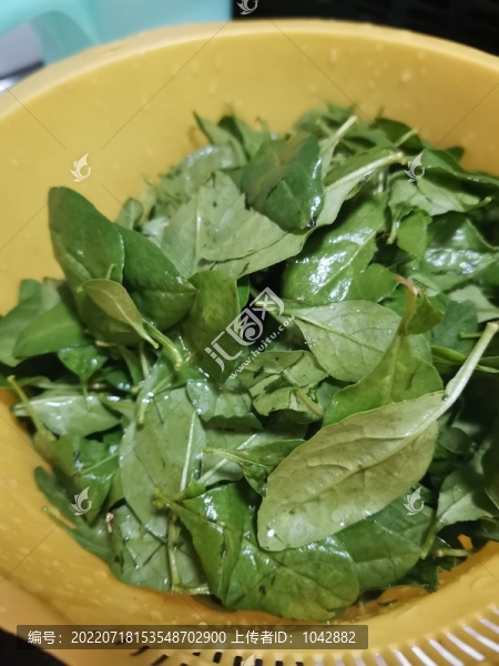 枸杞葉
