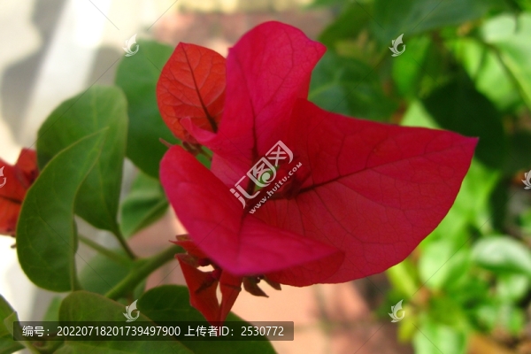葉子花
