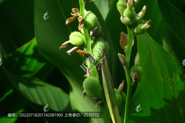 美人蕉