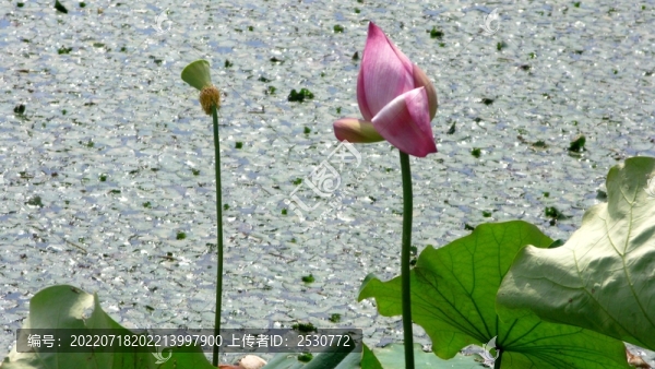 荷花