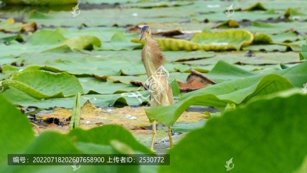 黃葦鳽