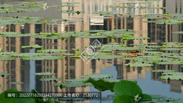 荷塘倒影