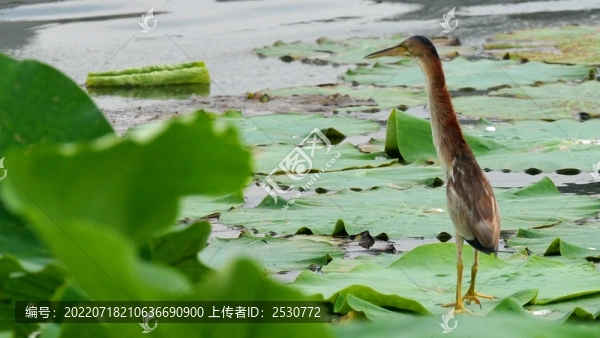 黃葦鳽