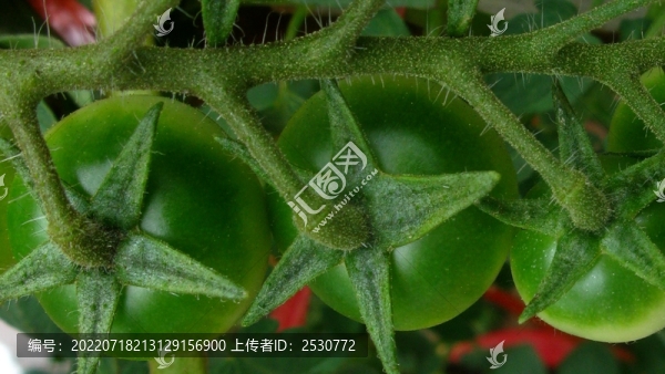 番茄