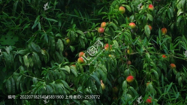 桃子