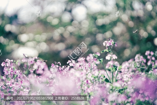 春天紫色花朵二月蘭