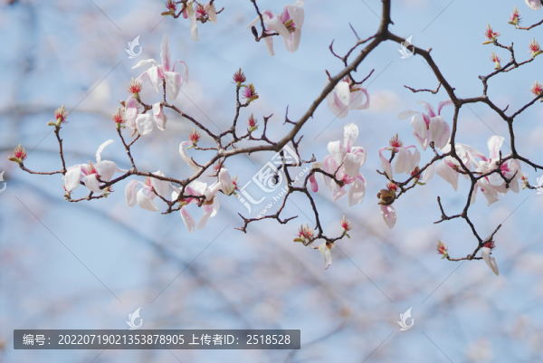 紫色玉蘭花開放
