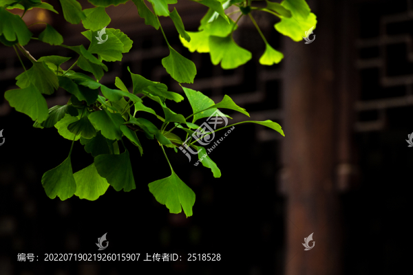 夏天綠色銀杏葉