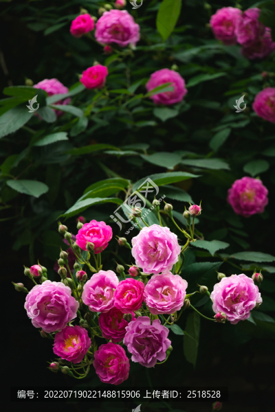 春天薔薇花盛開特寫