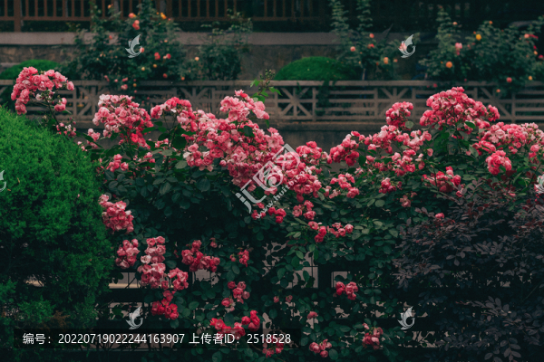 街道上的薔薇花墻