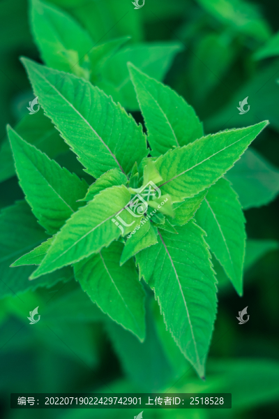 綠色植物背景