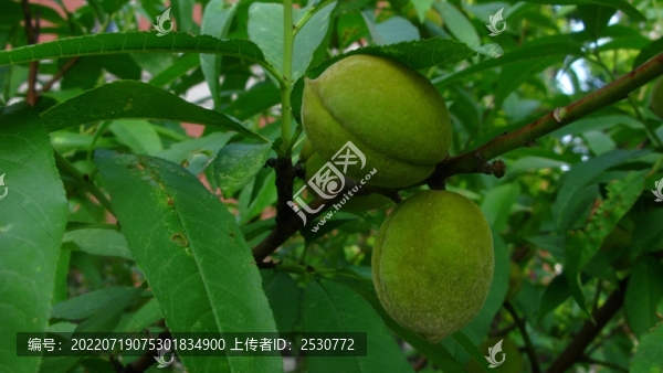 毛桃