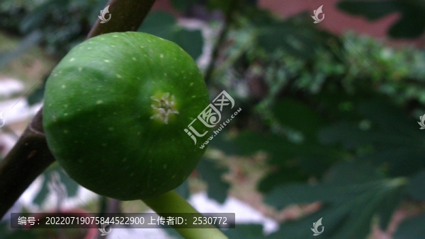 無花果