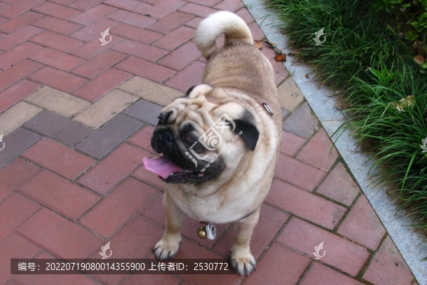 八哥犬