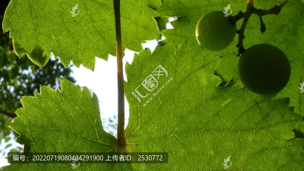 葡萄