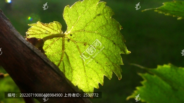 葡萄