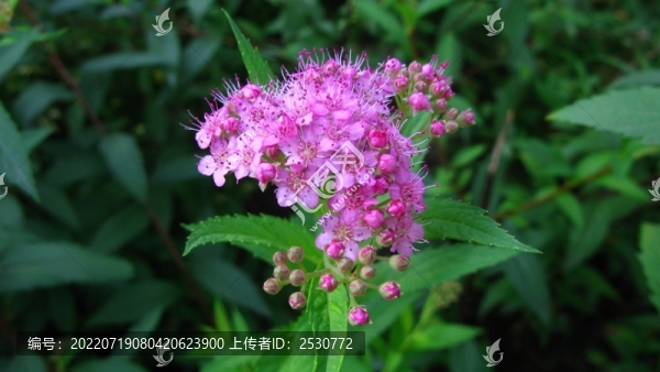 繡線菊