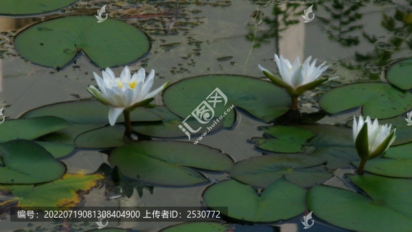 睡蓮