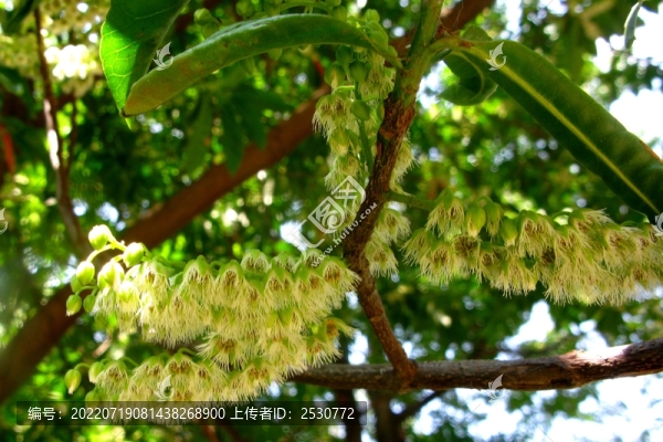 杜英